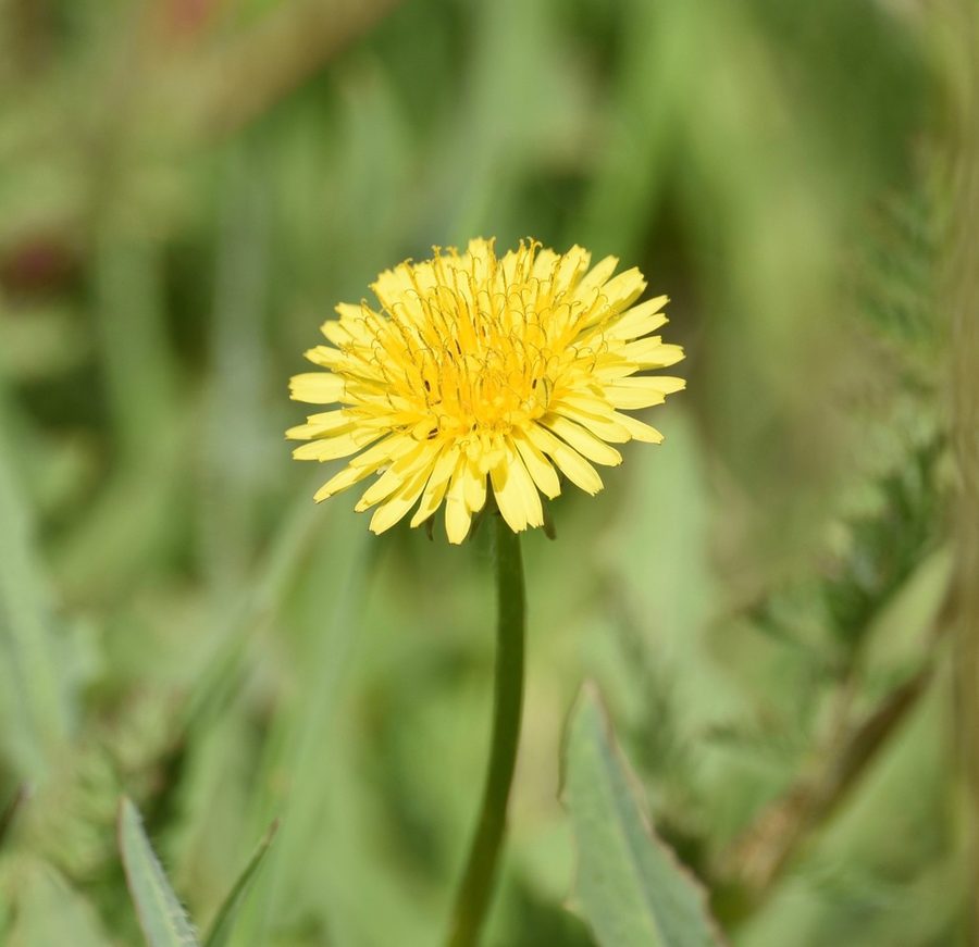 Dandelion close-up