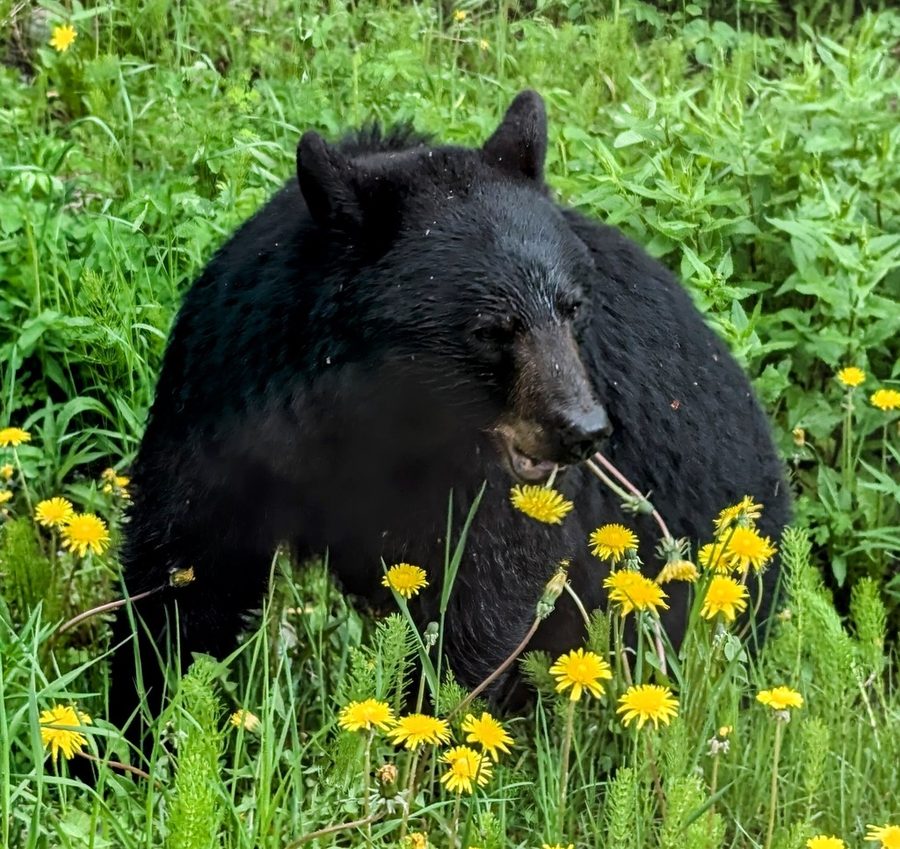 Full plant of Dandelion