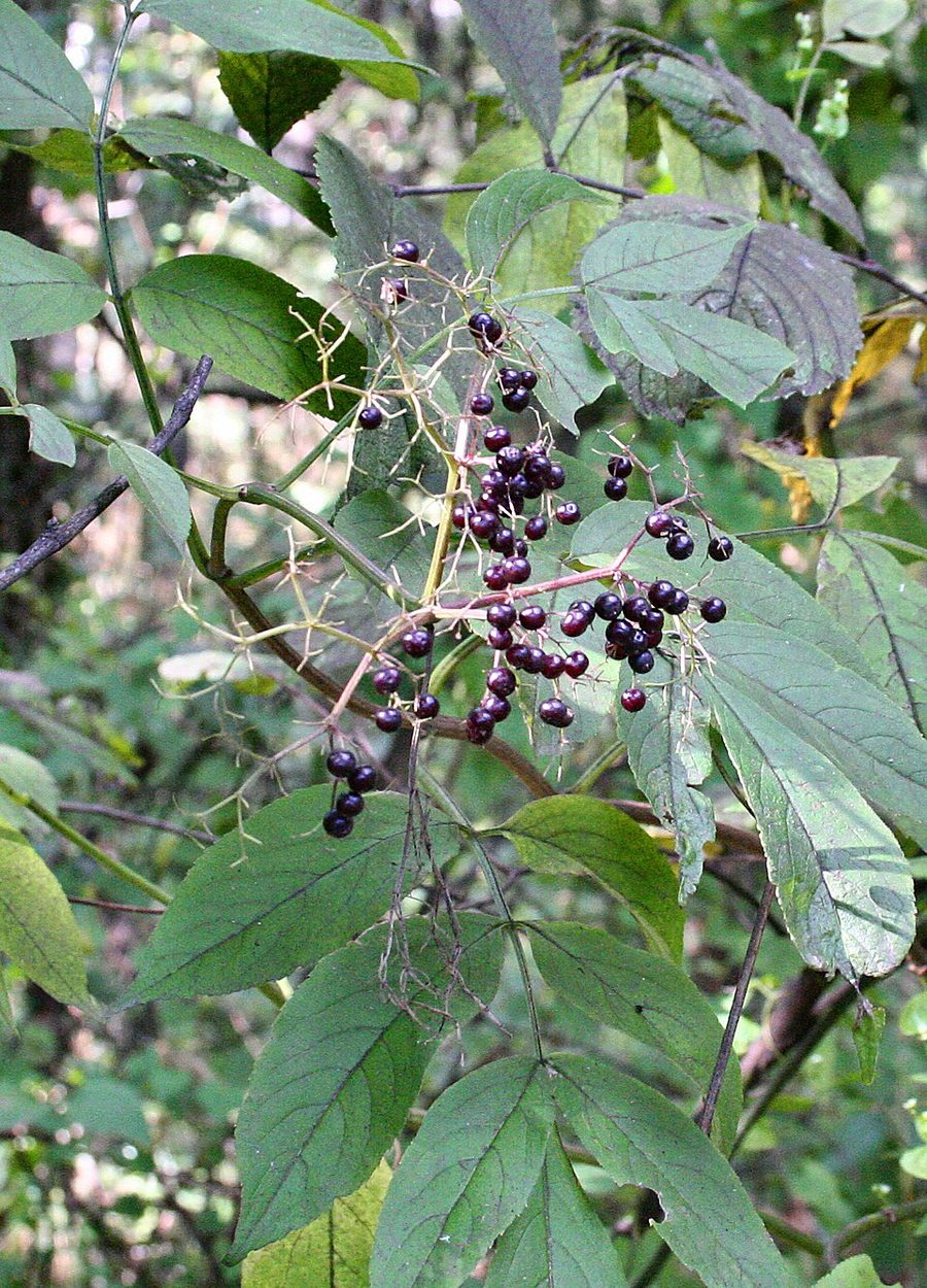 Elderberry close-up