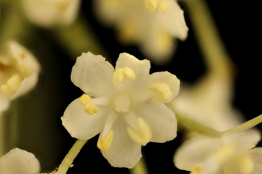 Full plant of Elderberry