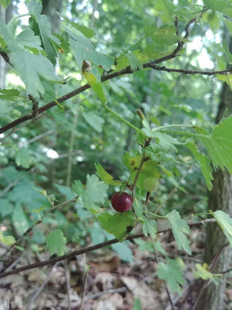 Gooseberry close-up