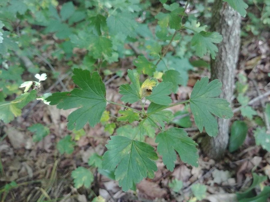 Full plant of Gooseberry