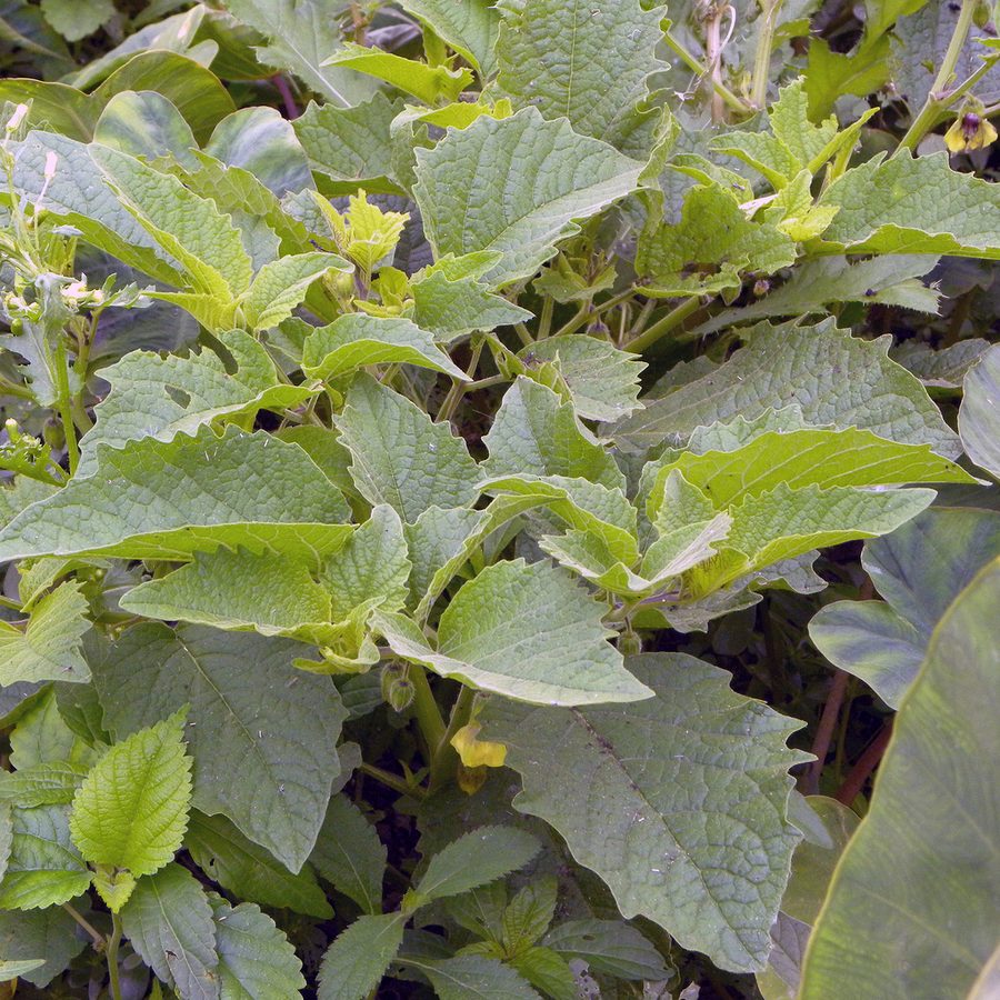 Full plant of Ground Cherry