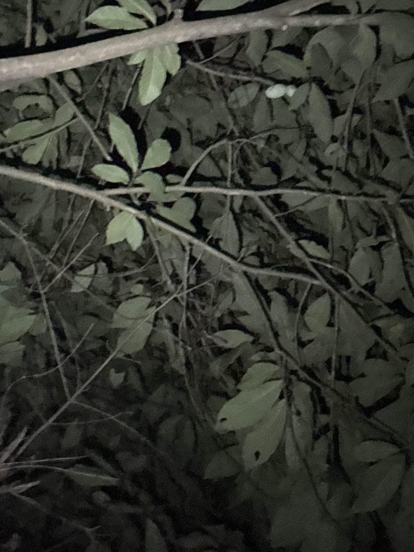 Full plant of Pawpaw