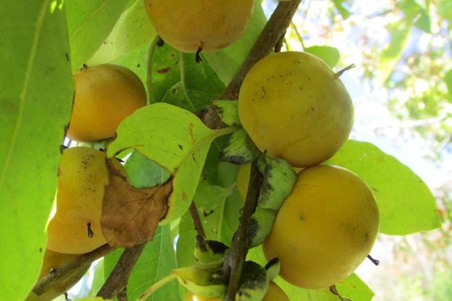 Common Persimmon close-up