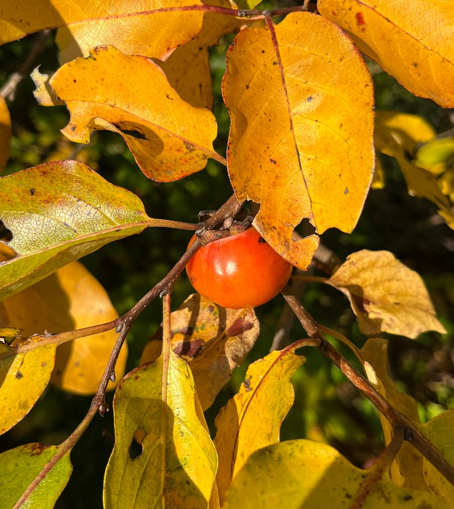 Full plant of Common Persimmon