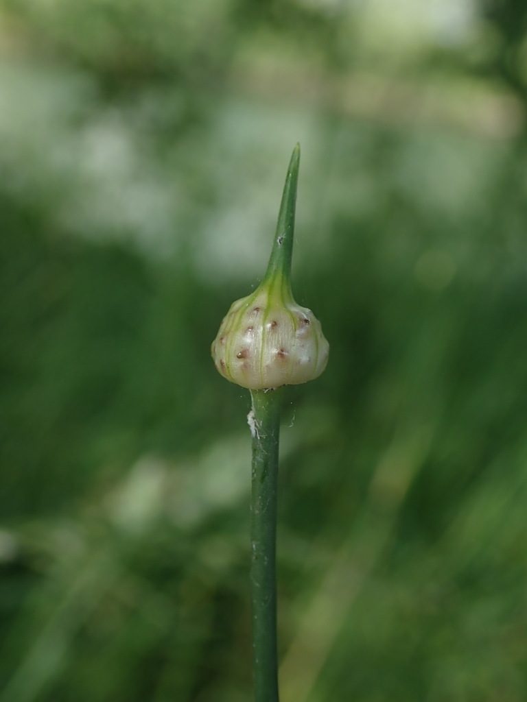 Wild Garlic close-up