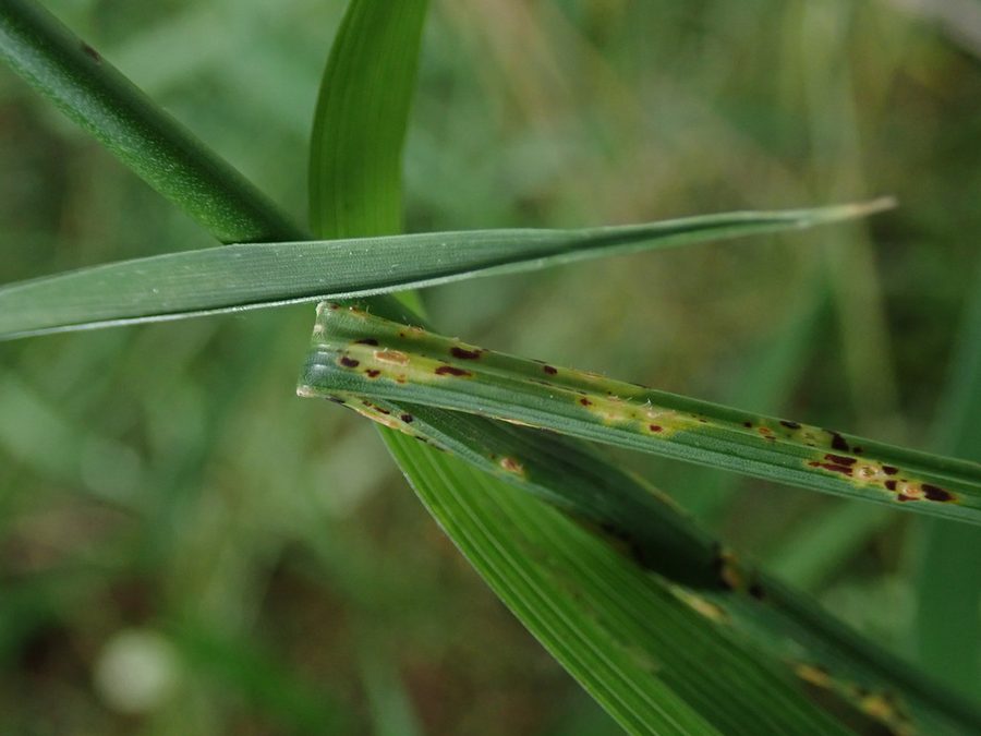 Full plant of Wild Garlic
