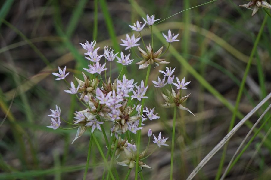 Wild Onion close-up