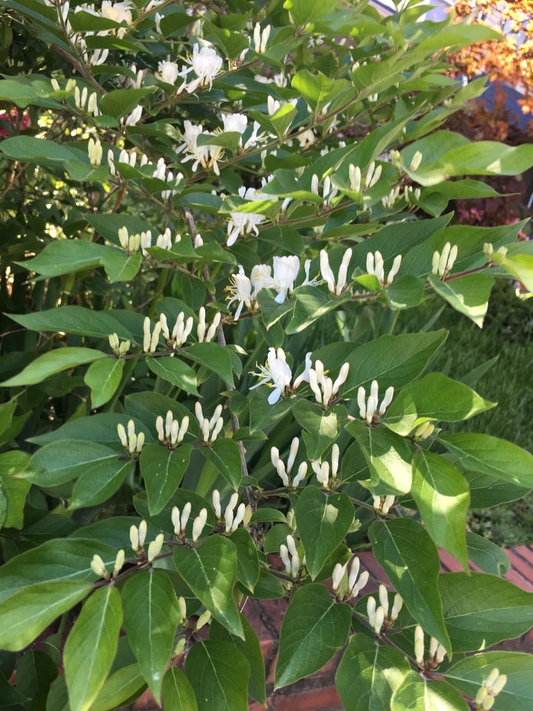 Flower of Amur Honeysuckle
