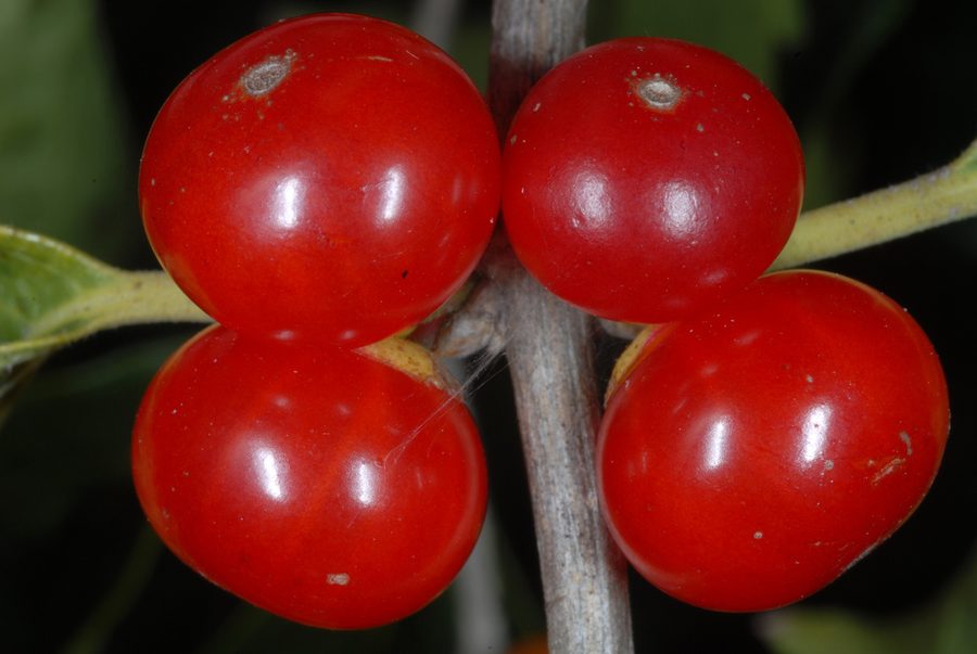 Full plant of Amur Honeysuckle