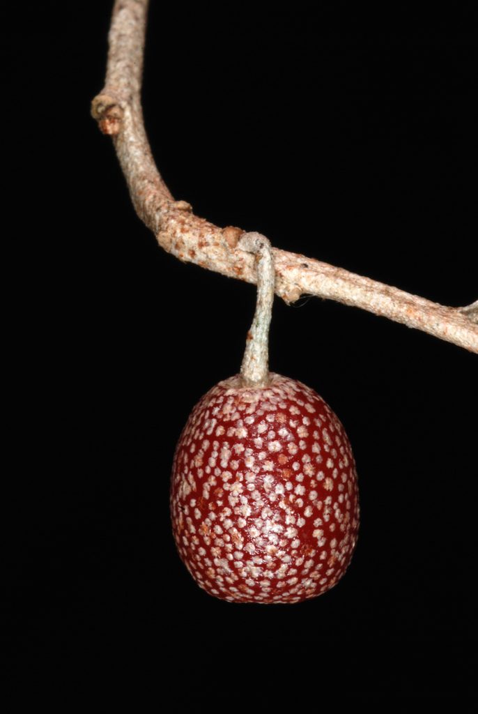 Full plant of Autumn Olive