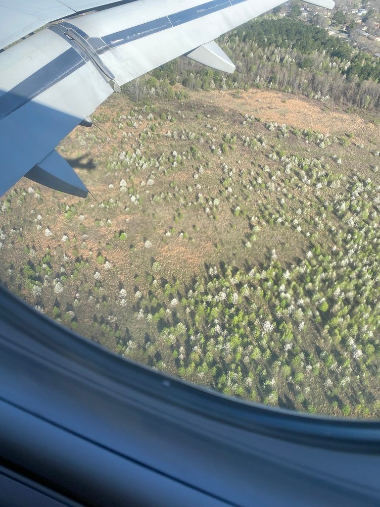 Flower of Callery Pear