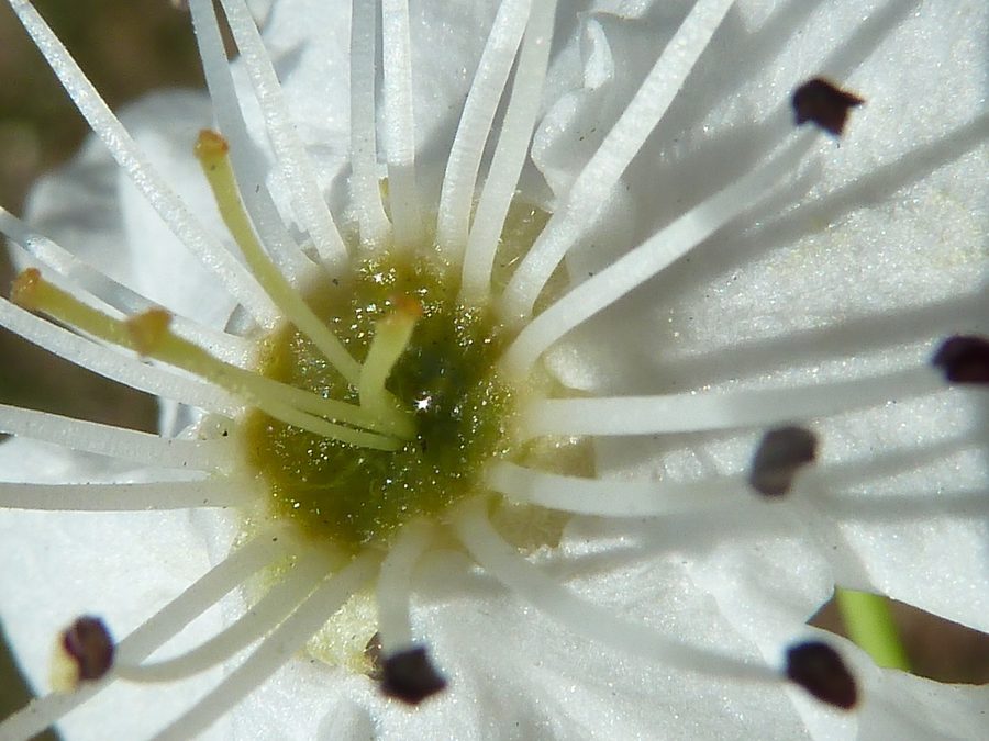Full plant of Callery Pear