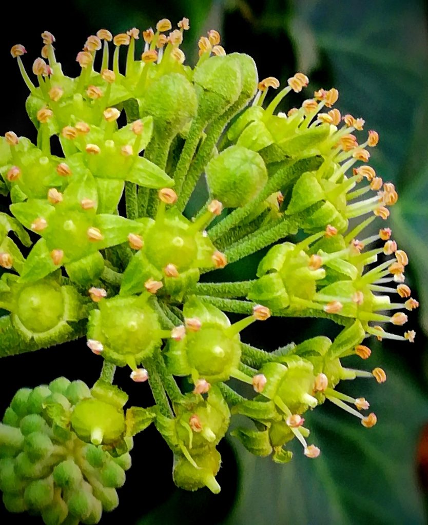 Flower of English Ivy