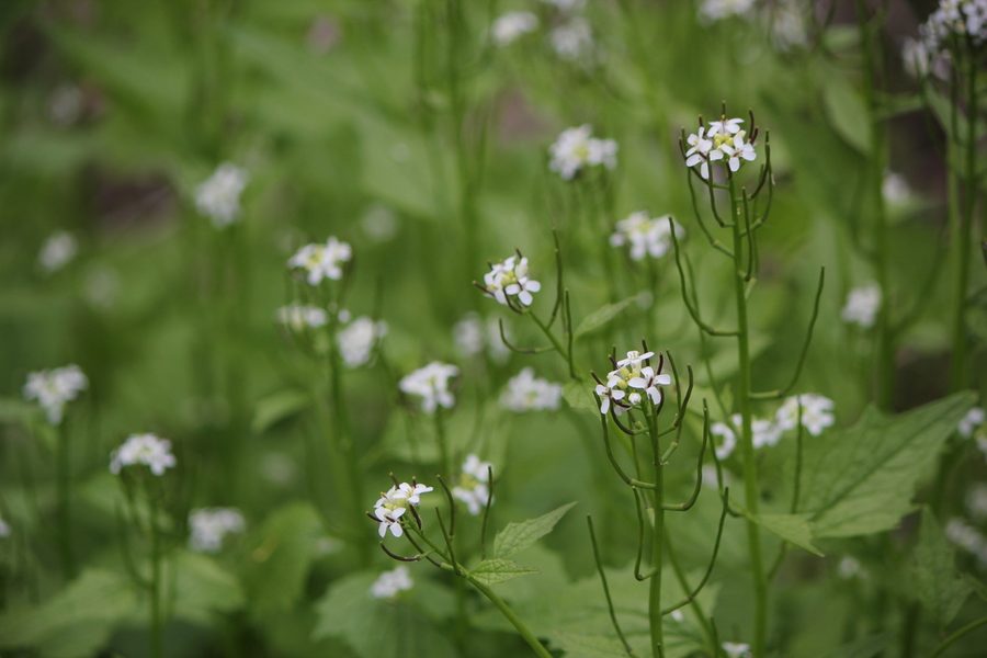 Flower of Garlic Mustard