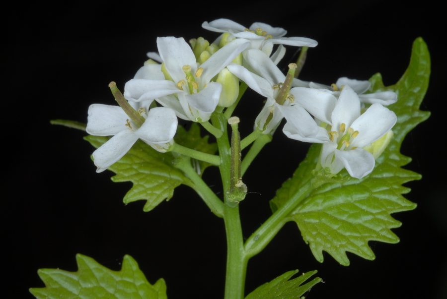 Full plant of Garlic Mustard