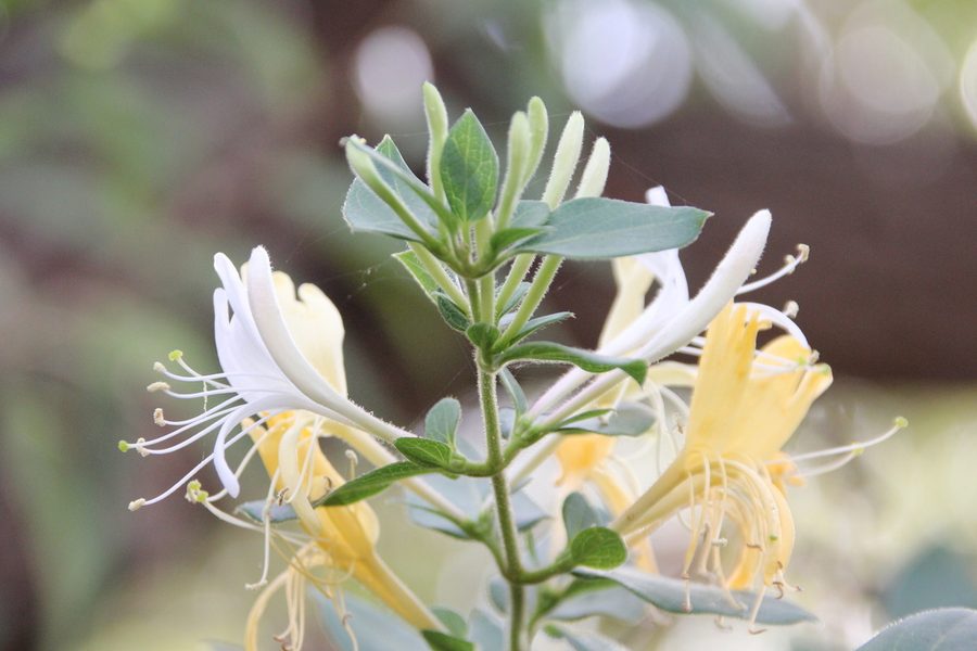 Flower of Japanese Honeysuckle