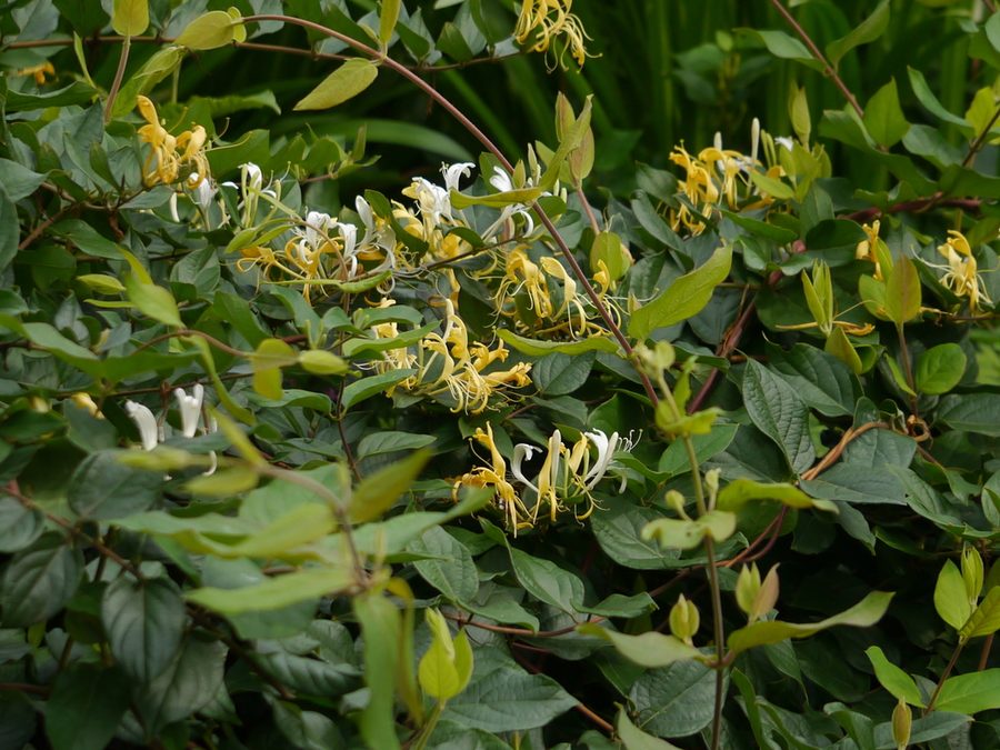 Full plant of Japanese Honeysuckle