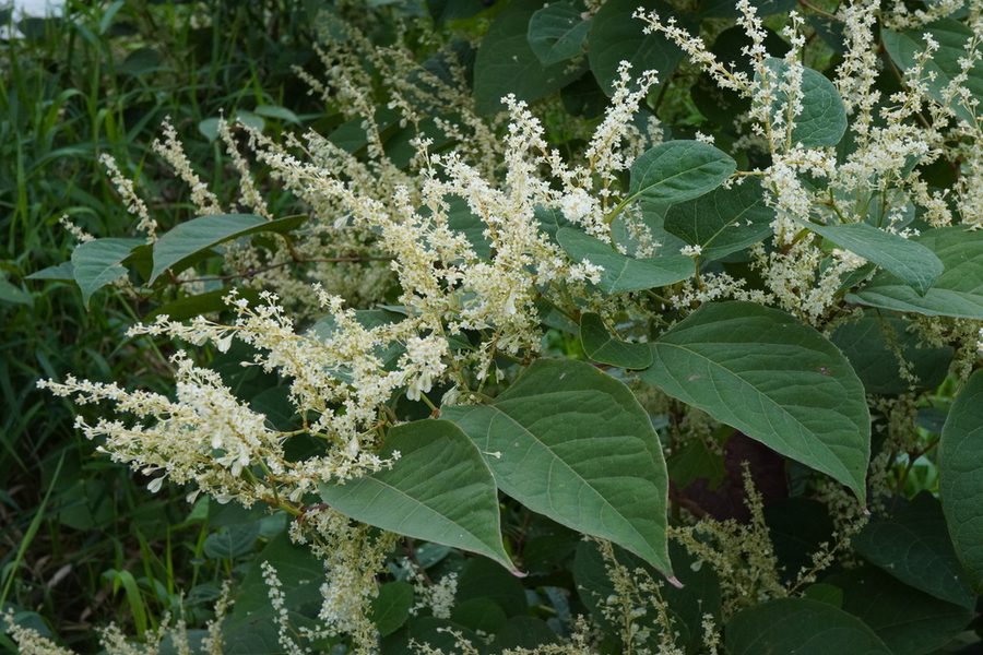 Flower of Japanese Knotweed