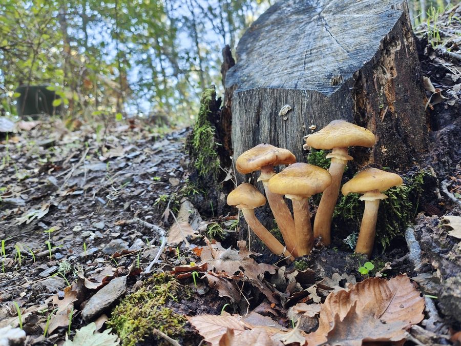 Flower of Multiflora Rose