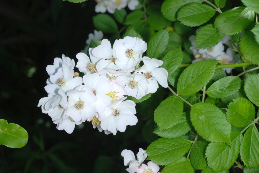 Full plant of Multiflora Rose