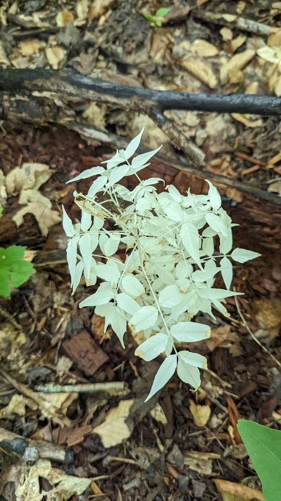 Full plant of Tree of Heaven