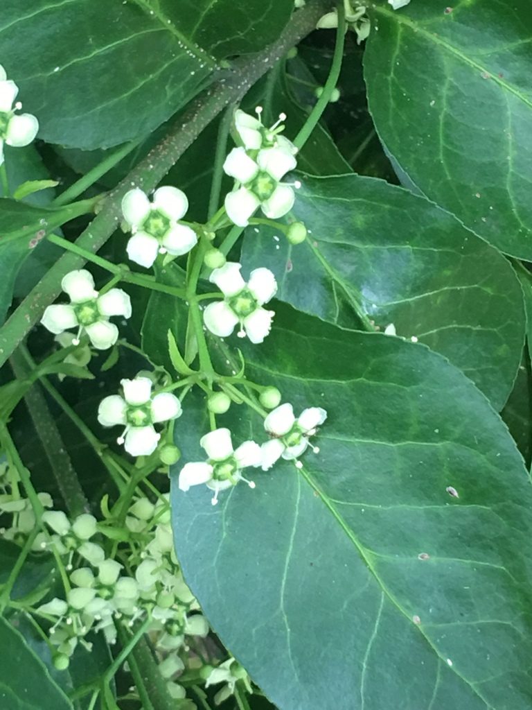 Flower of Wintercreeper