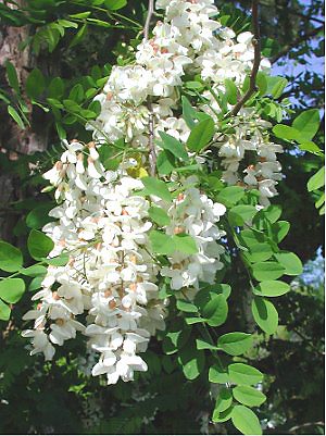 Full plant of Black Locust
