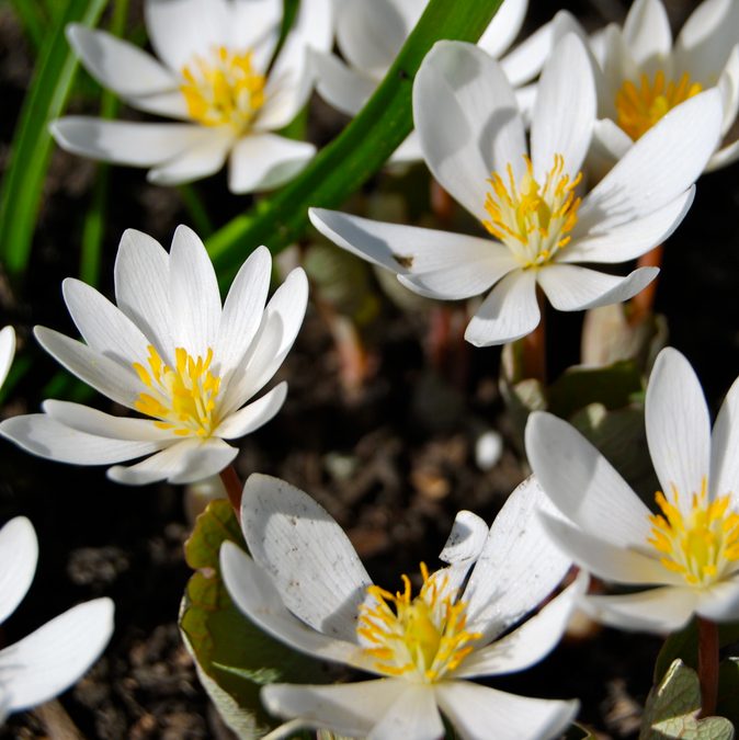 Flower of Bloodroot