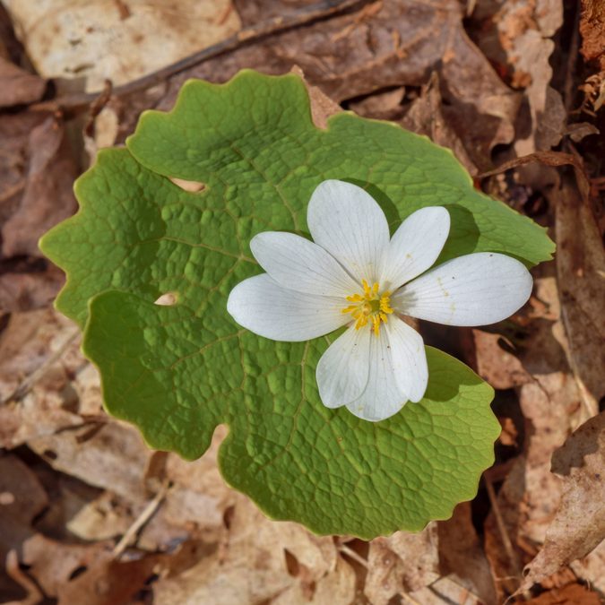 Full plant of Bloodroot