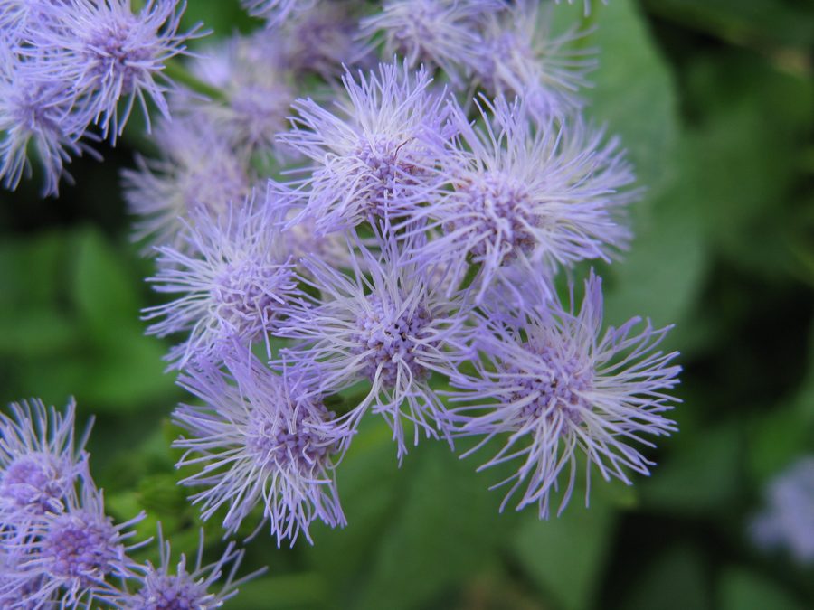 Flower of Blue Mistflower