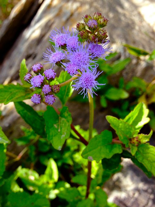 Full plant of Blue Mistflower