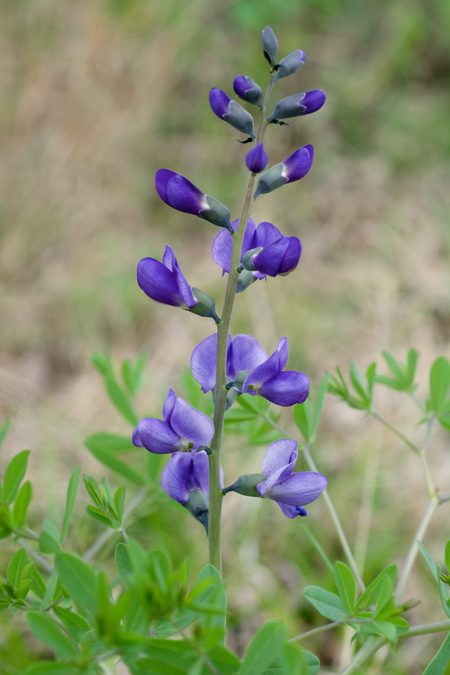 Full plant of Blue Wild Indigo