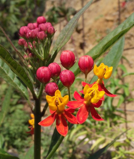 Full plant of Butterfly Weed