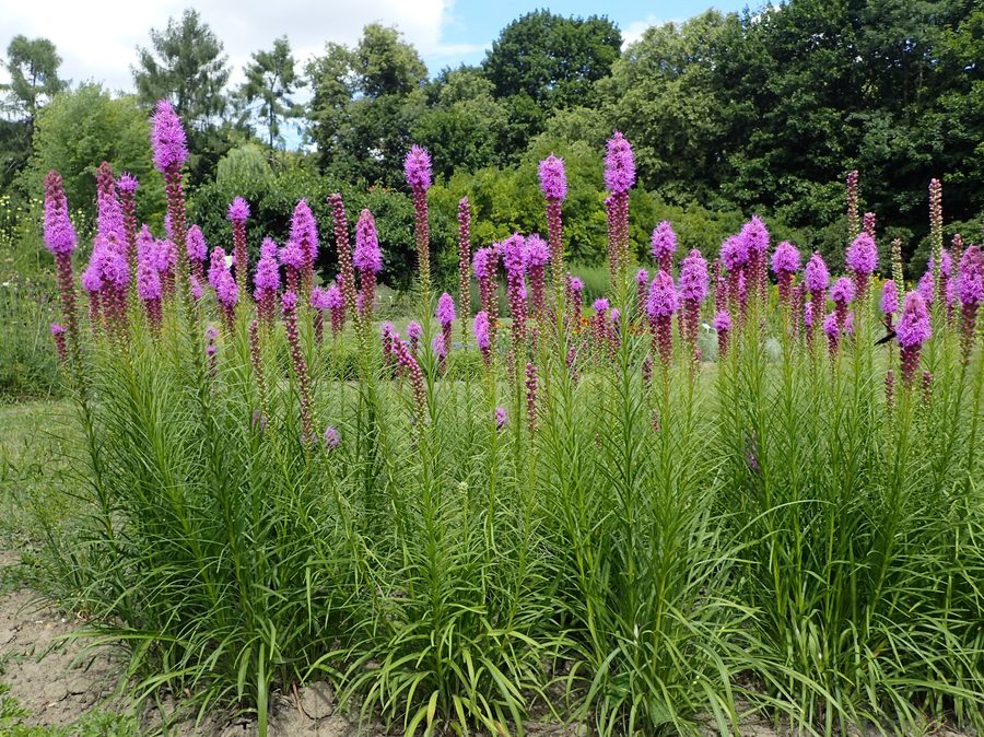 Full plant of Dense Blazing Star