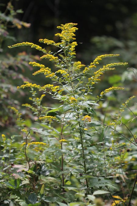 Flower of Goldenrod