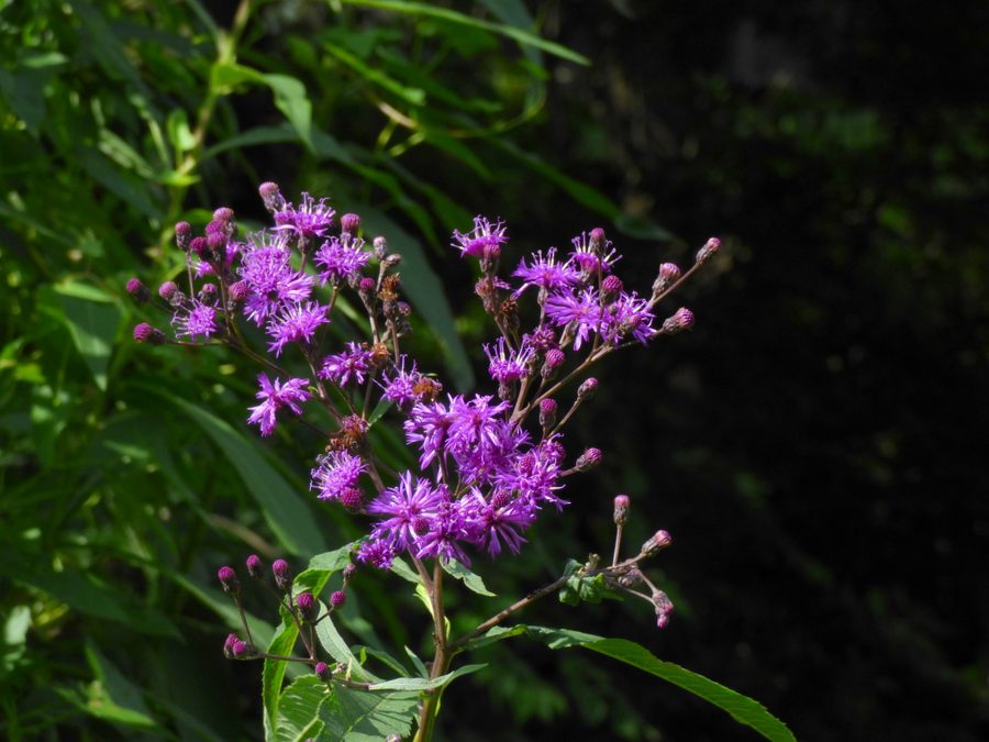 Full plant of Ironweed