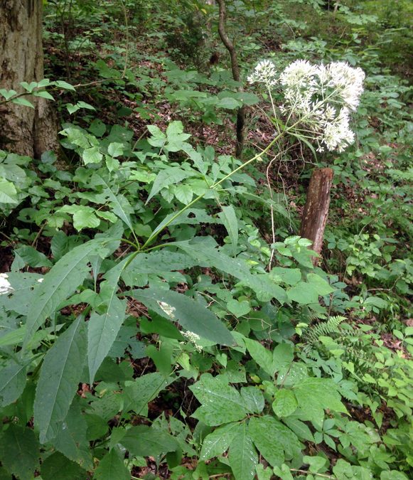 Full plant of Joe-Pye Weed