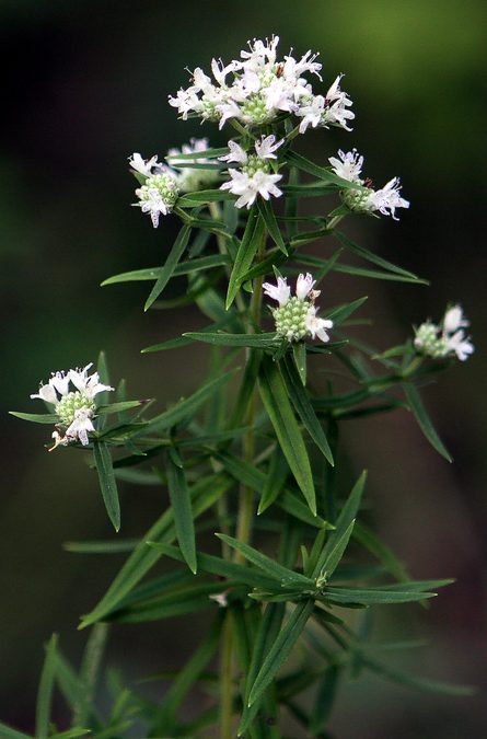 Flower of Mountain Mint