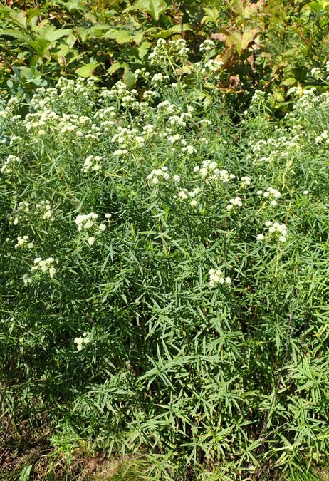 Full plant of Mountain Mint