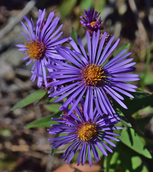 Flower of New England Aster