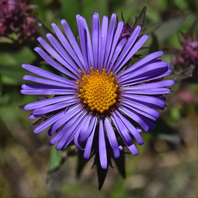 Full plant of New England Aster