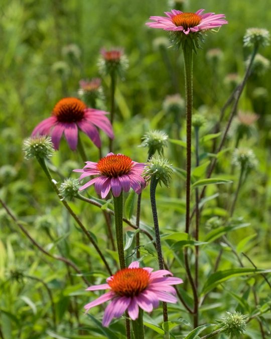 Full plant of Purple Coneflower