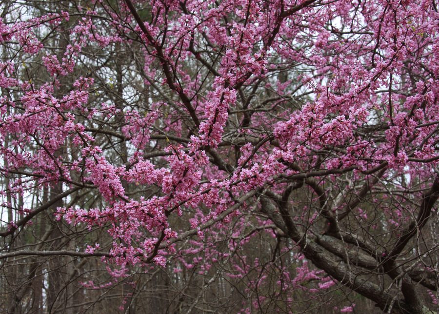 Flower of Redbud