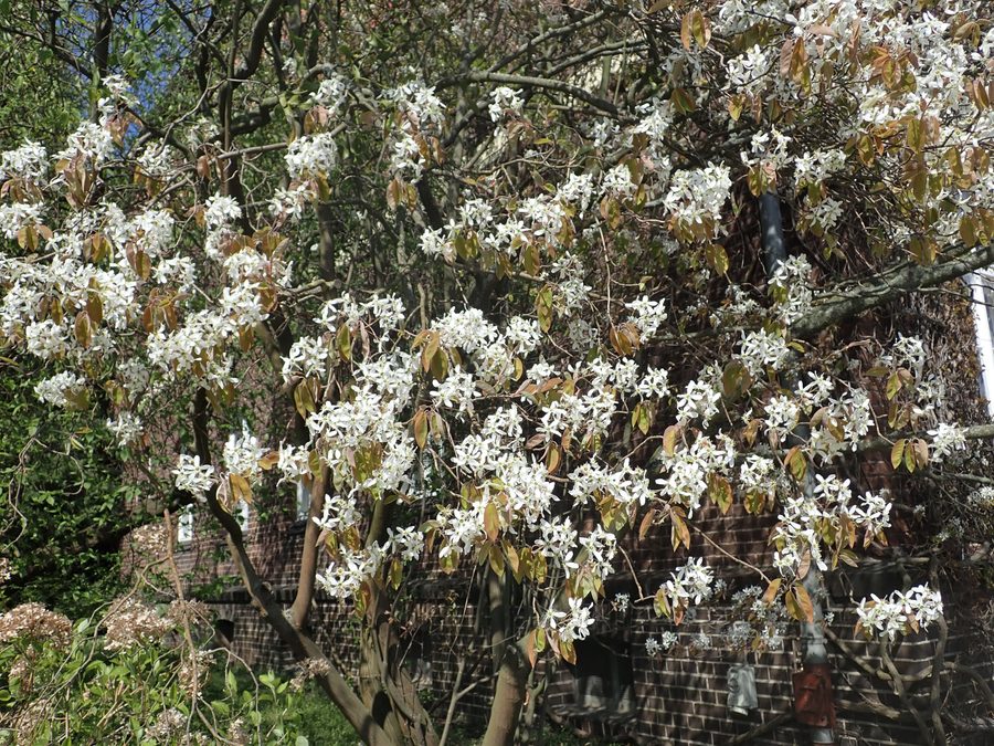 Full plant of Serviceberry