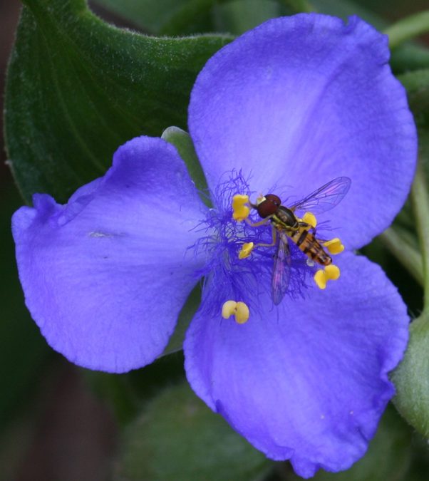 Flower of Spiderwort