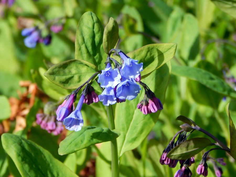 Flower of Virginia Bluebells