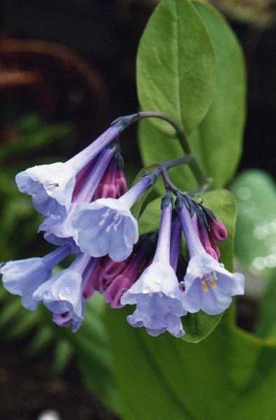 Full plant of Virginia Bluebells