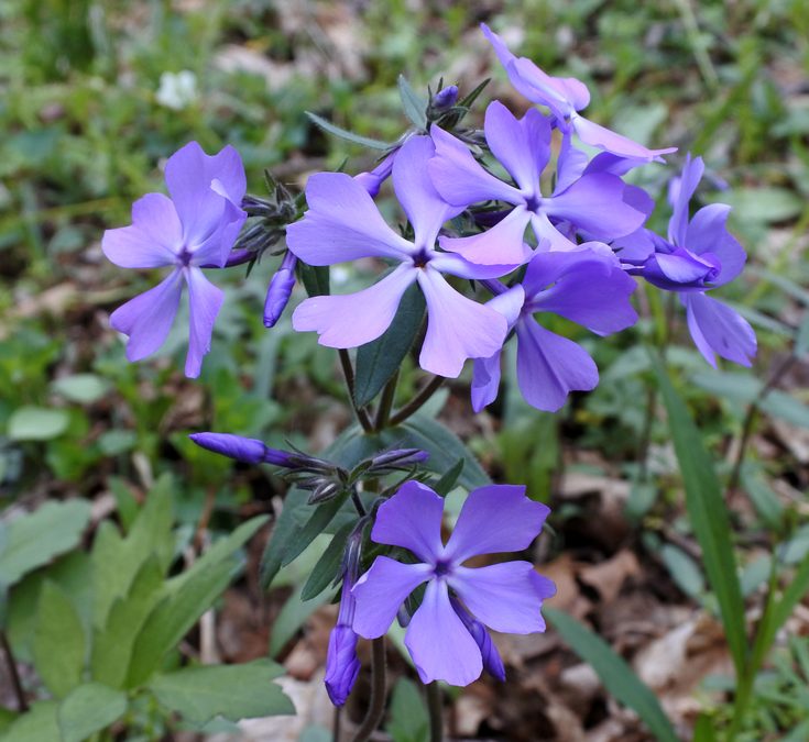 Flower of Wild Blue Phlox